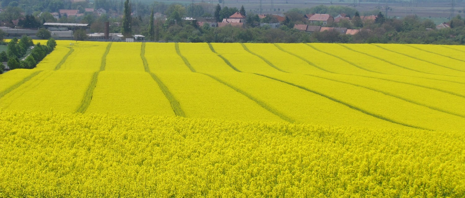 Patnáctero úspěšného pěstitele řepky | Syngenta