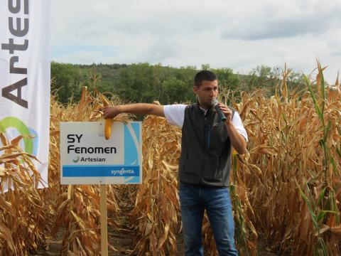 kukurica vojto Syngenta 