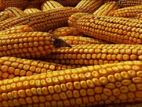 kukuirica_hero Syngenta 