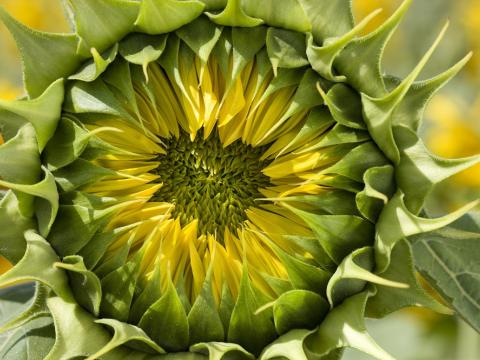 sunflower_uc_13_hi Syngenta 