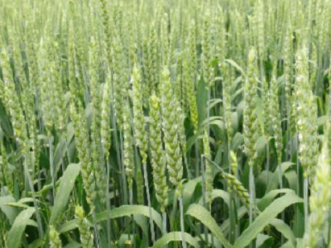 artea Syngenta