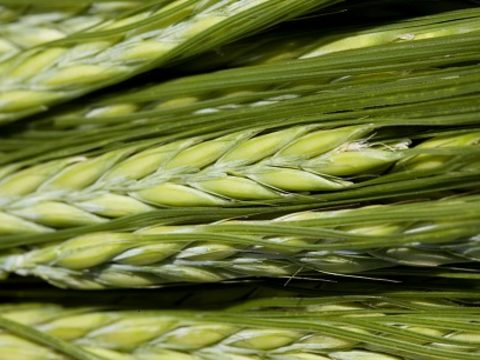 barley green Syngenta