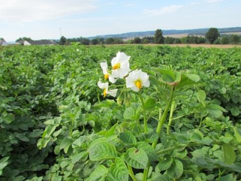brambory Syngenta