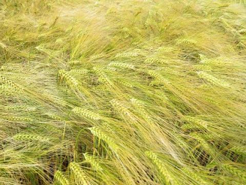 galation Syngenta