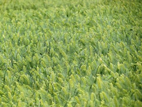 hyvido Syngenta
