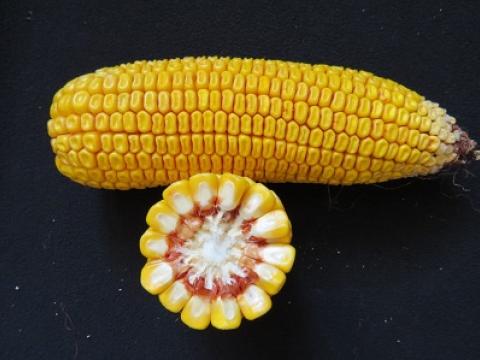 kukurice Syngenta