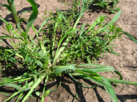 jezatka Syngenta