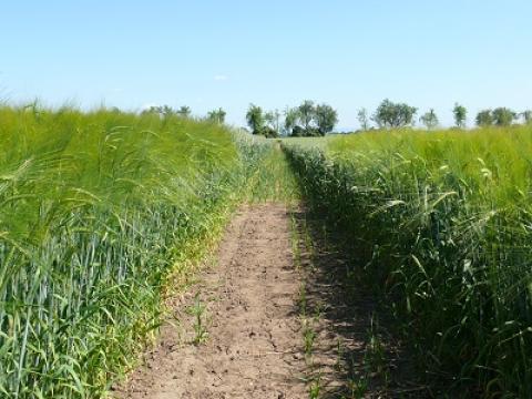 na levo porost Syngenta