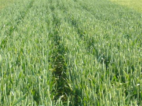 obilniny Syngenta