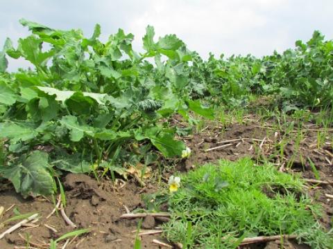 plevele v repce Syngenta