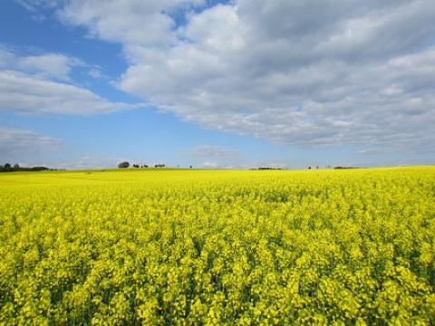 porost prusinovice Syngenta