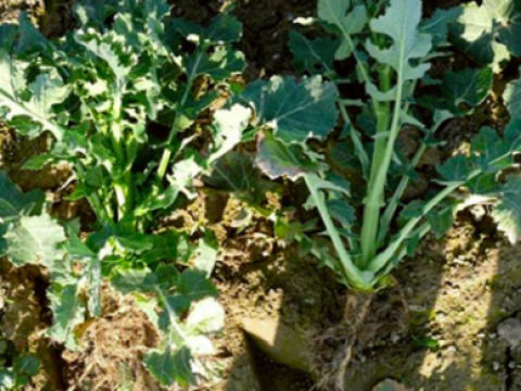 toprex Syngenta