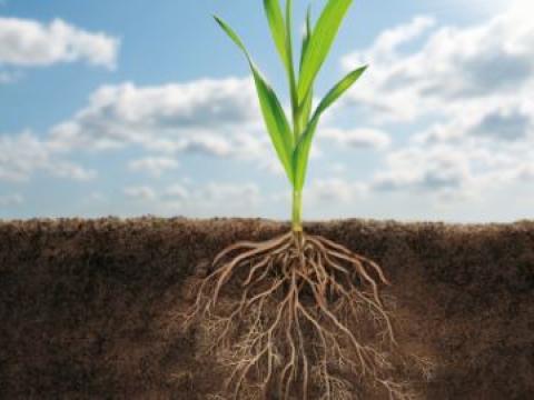 vibrance Syngenta