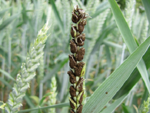 vibrance Syngenta