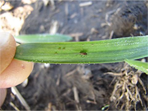 prenaseci viroz Syngenta
