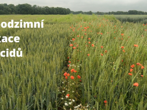 Podzimní herbicidy Syngenta Defi Evo a Boxer