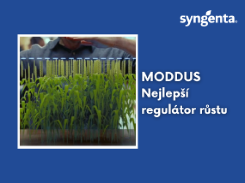 aktuality_moddus_285x214_4_ku_3_3.png