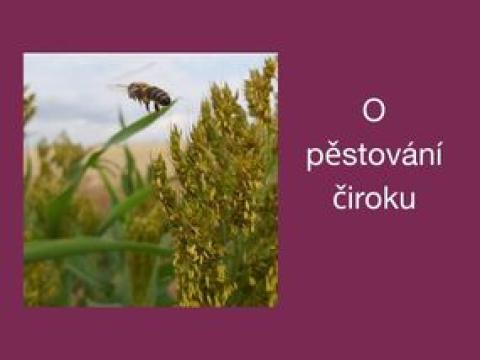 čirok