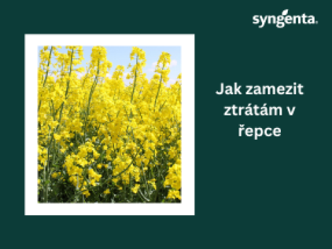 SY Elisabetta hybrid řepky Syngenta