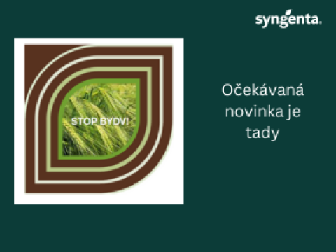 Hybrid resistentní proti BYDV