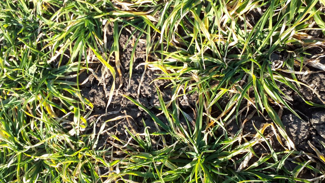 Banov Syngenta
