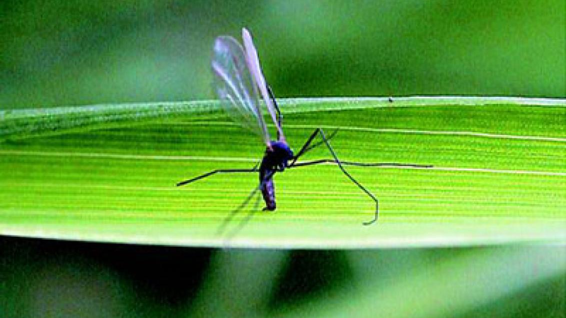 bejlomorka sedlová syngenta