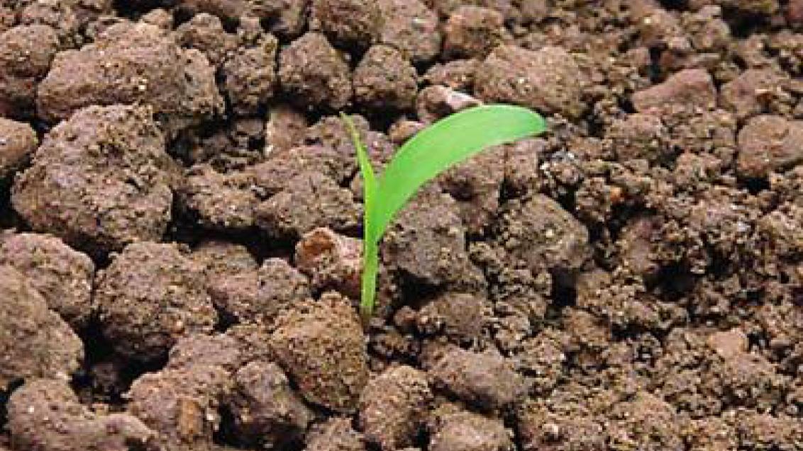 ber zelený syngenta