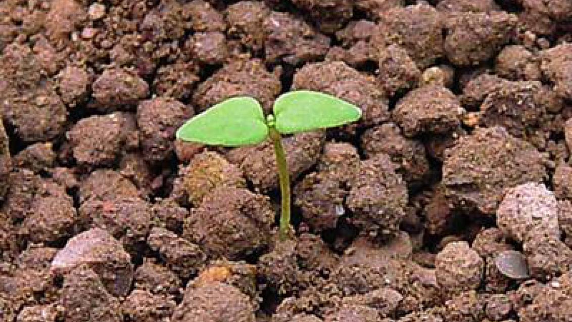 drchnicka rolní syngenta