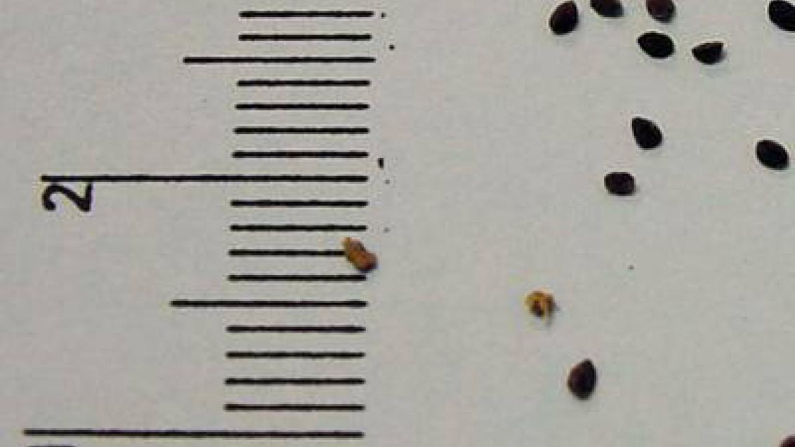 drchnicka rolní syngenta