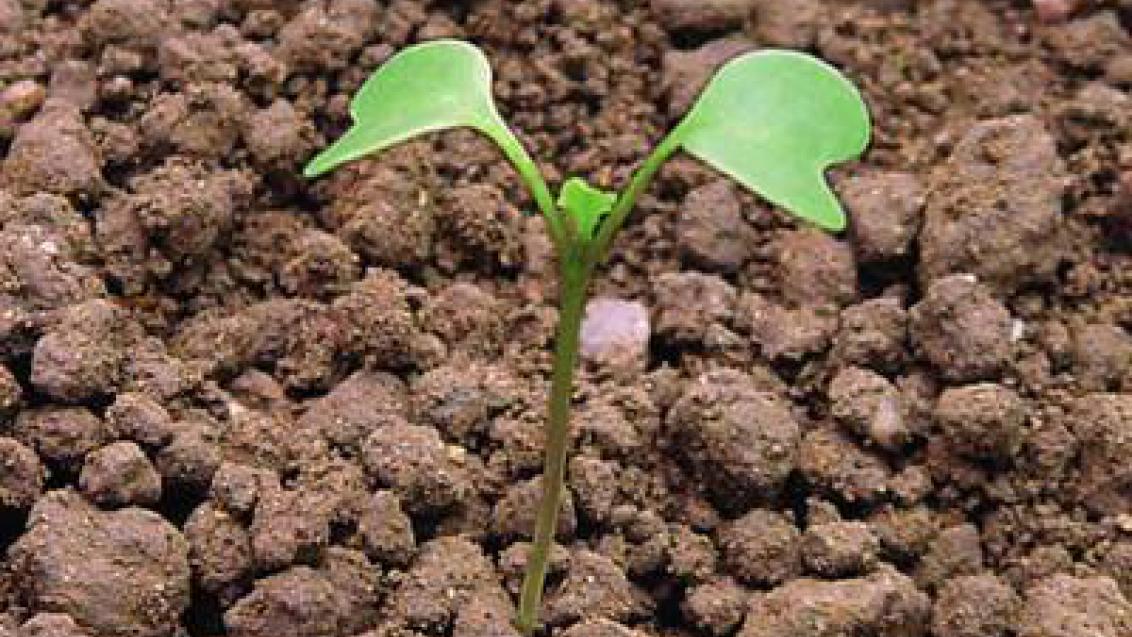 horčice rolní syngenta