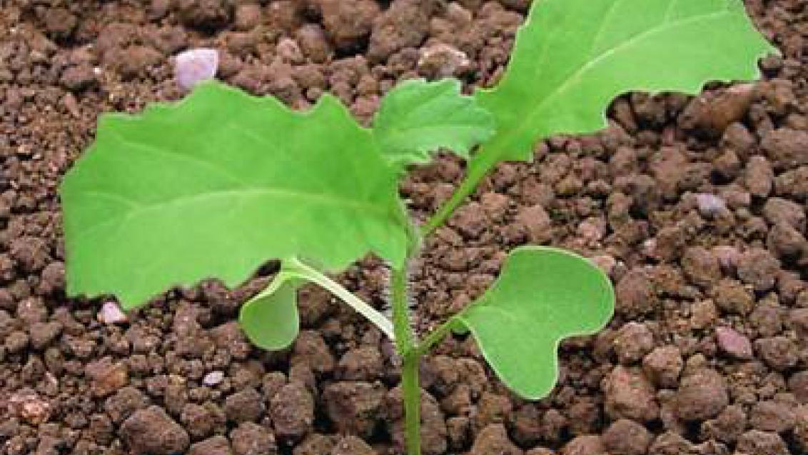 horčice rolní syngenta
