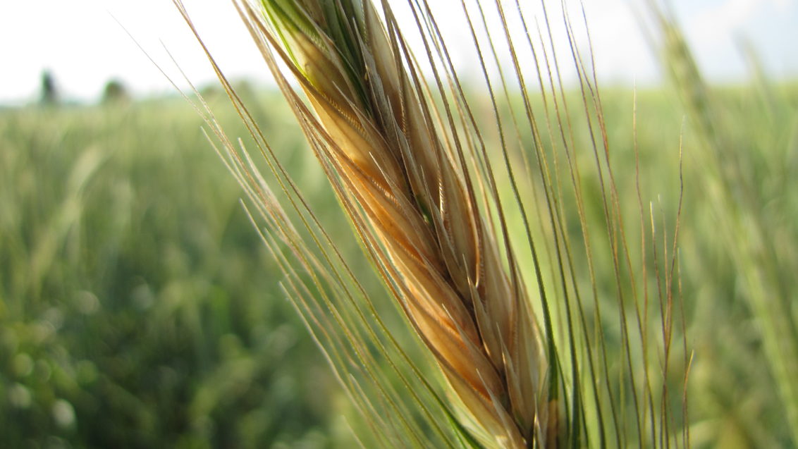 pšenica Syngenta