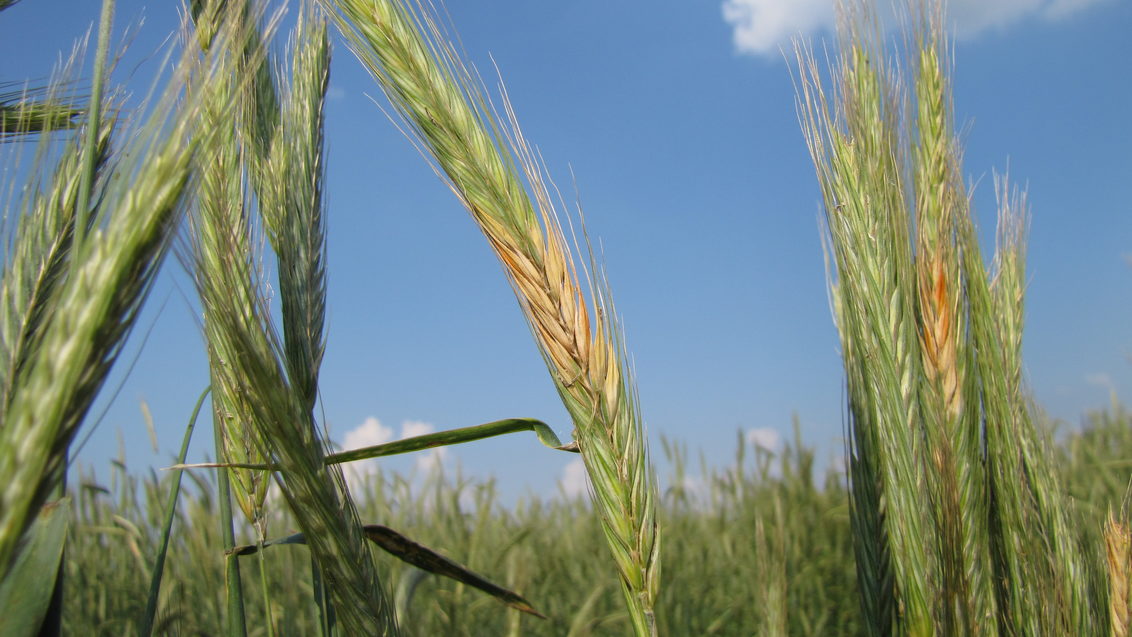 pšenica Syngenta