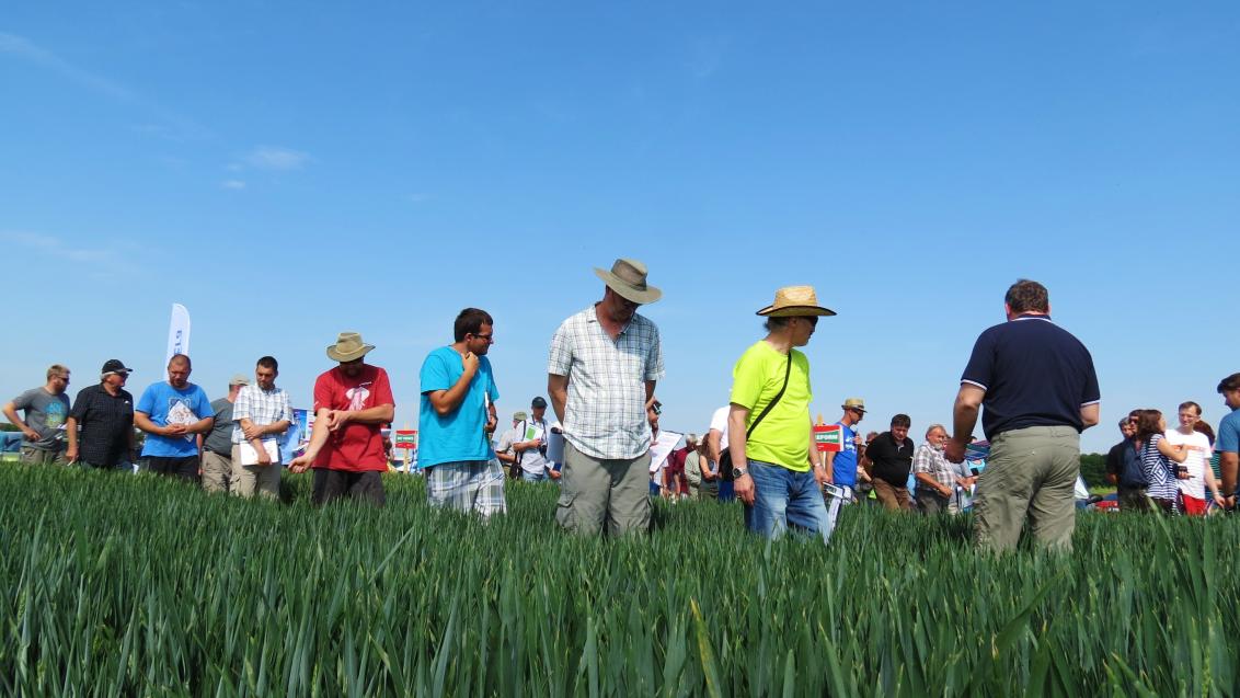 fotka_žlunice Syngenta 