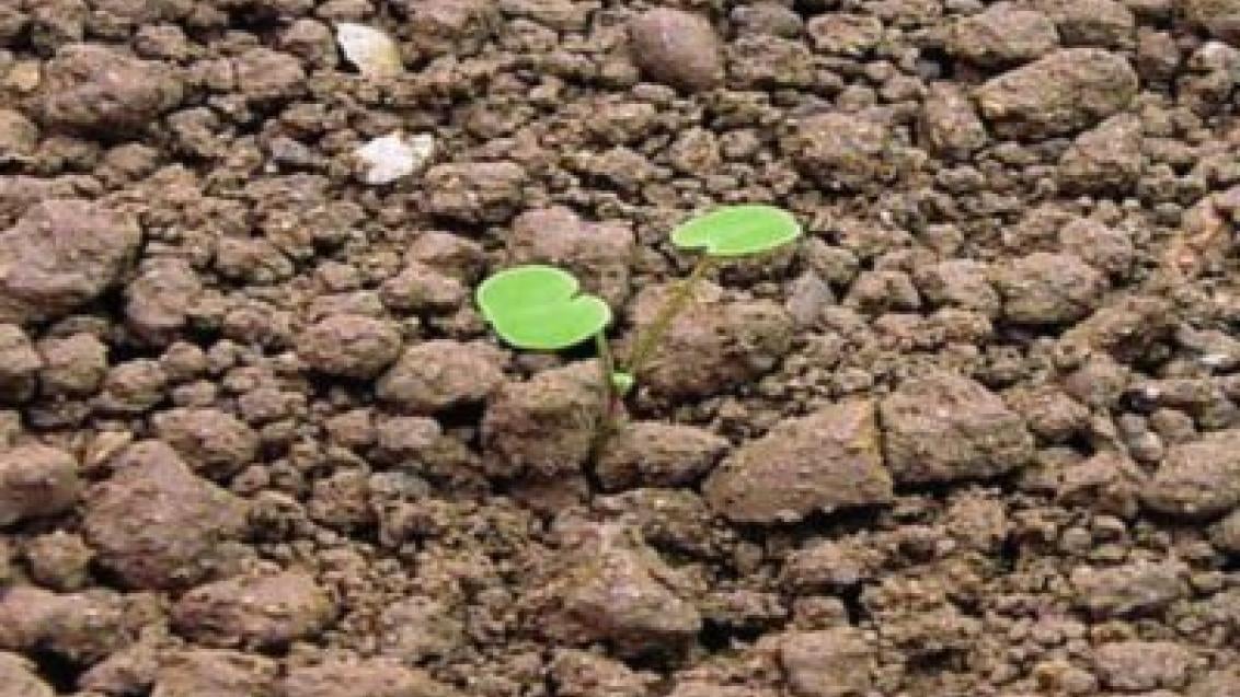 kakost maličký syngenta