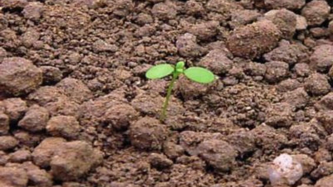 kokoska pastusi tobolka syngenta
