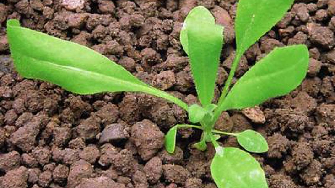 kokostka pastusi tobolka syngenta