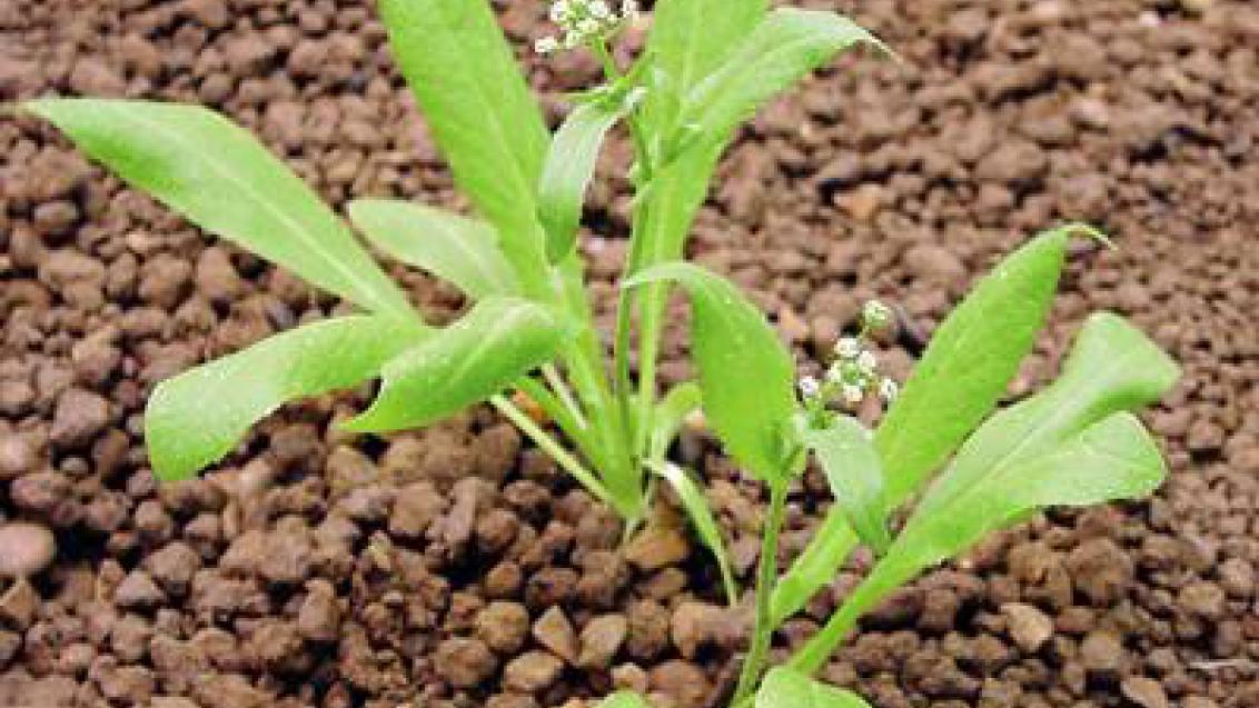 kokoska pastusi tobolka syngenta