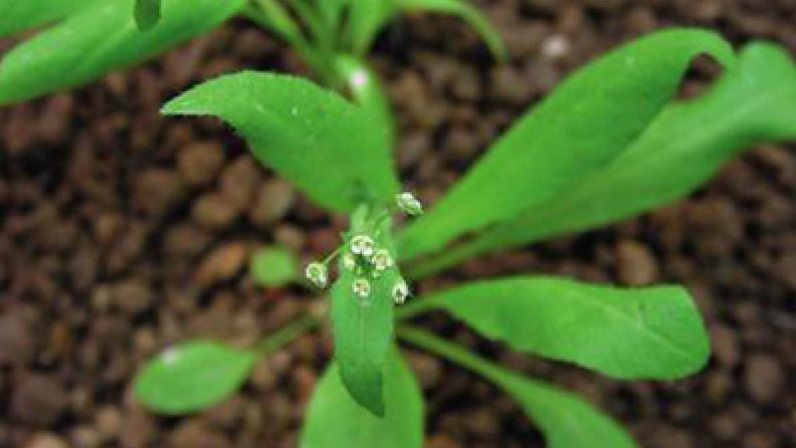kokoska pastusi tobolka syngenta