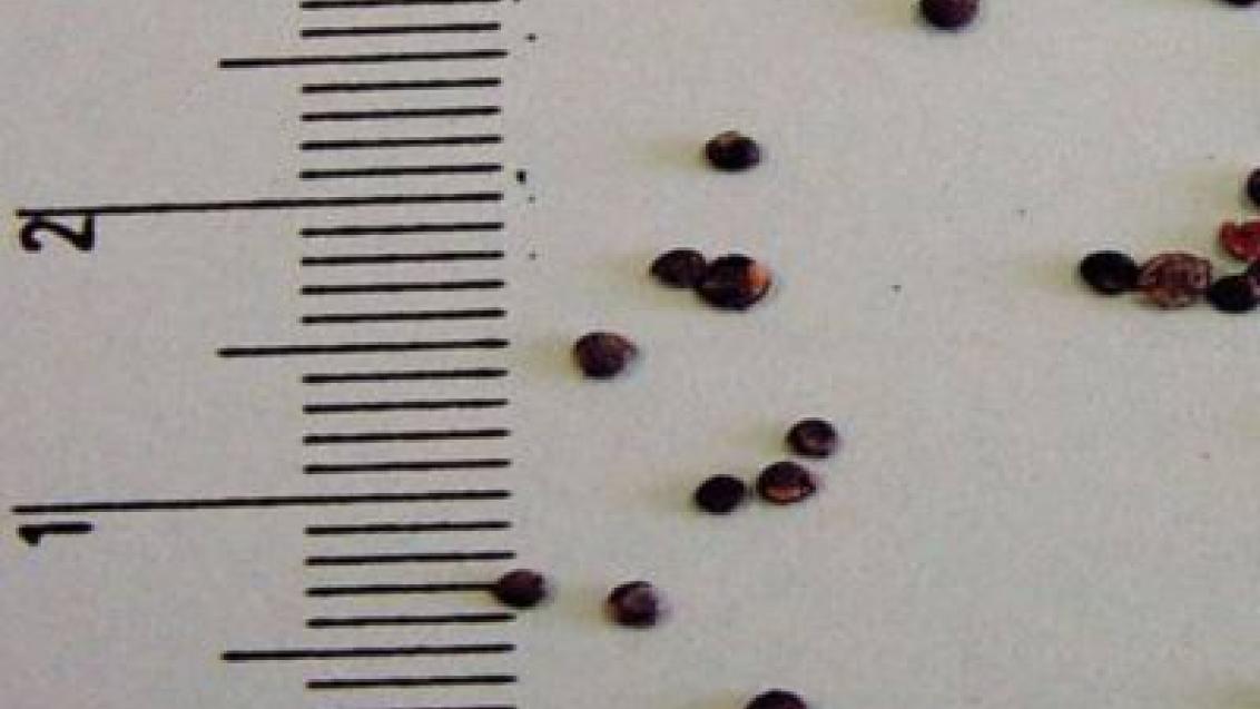 lebeda rozkladitá syngenta
