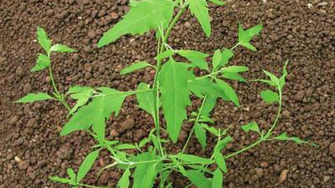 lebeda rozkladitá syngenta