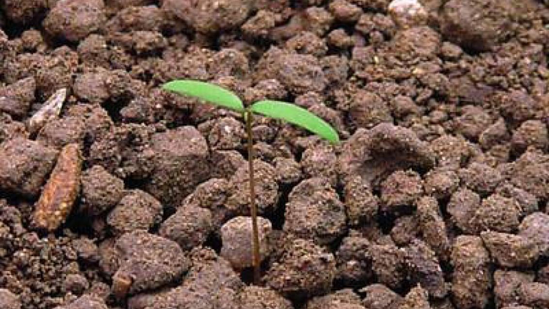 merlík bíly syngenta