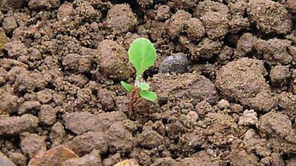 mlec rolní syngenta