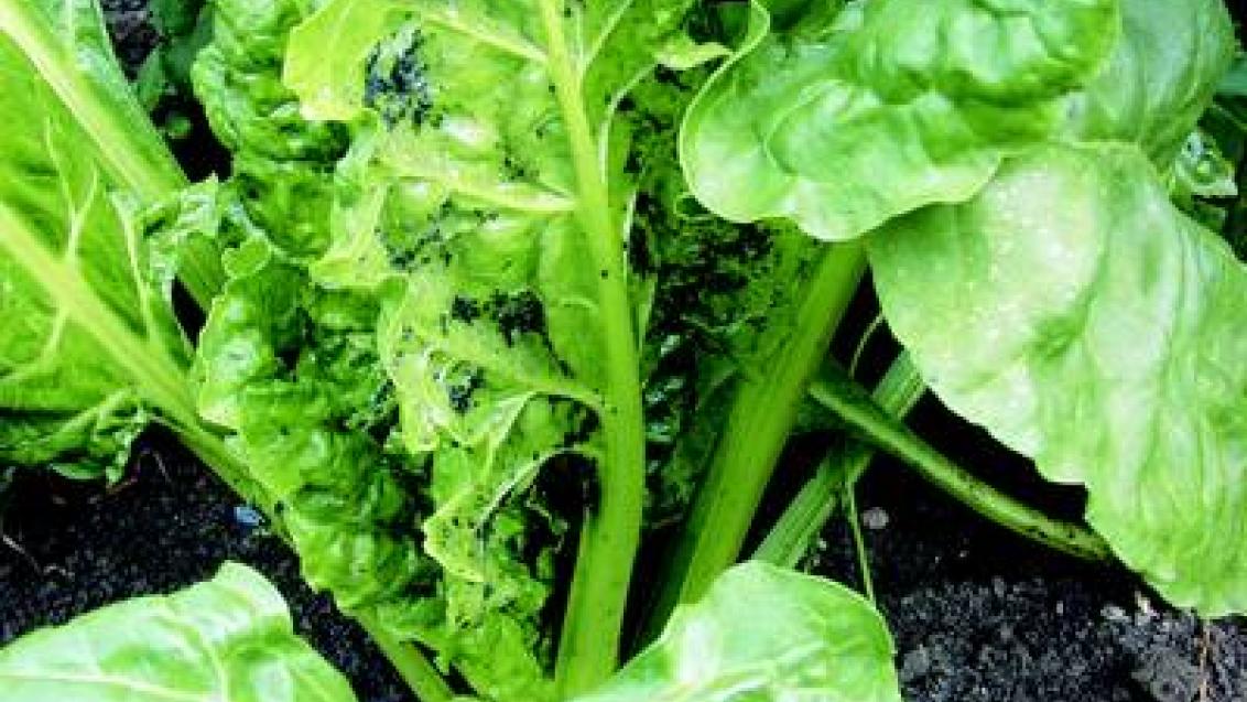 msice maková syngenta