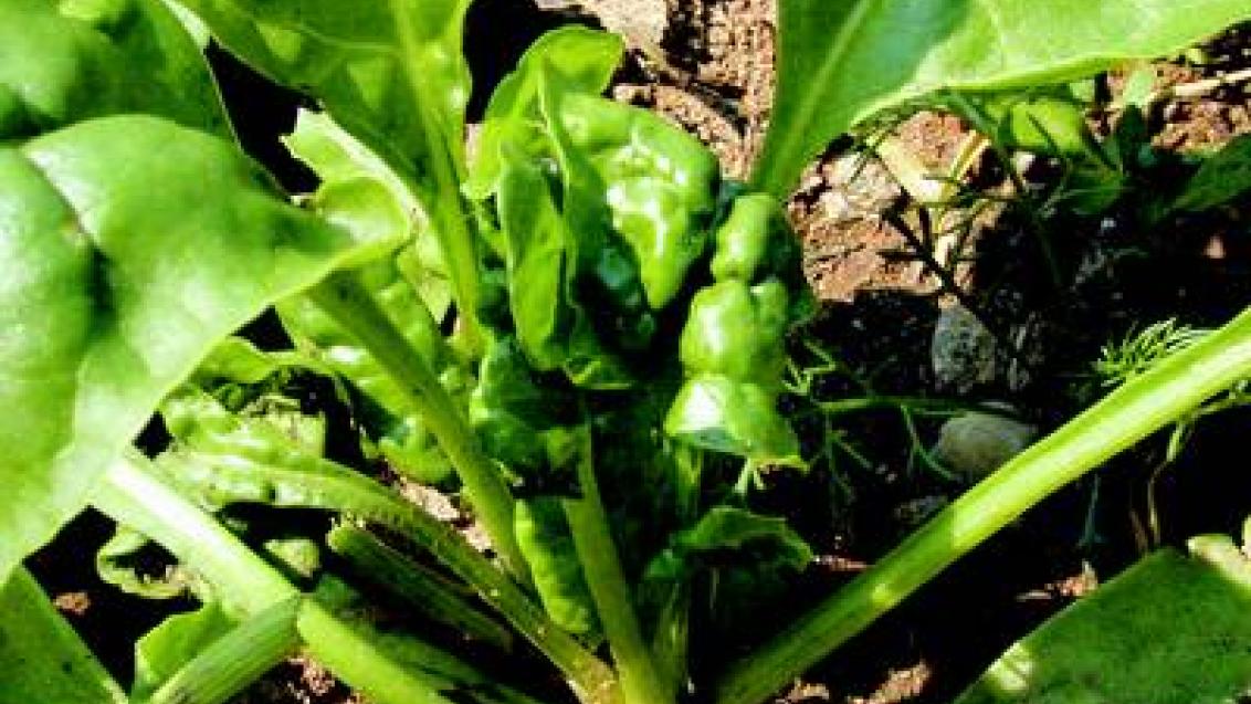 msice maková syngenta