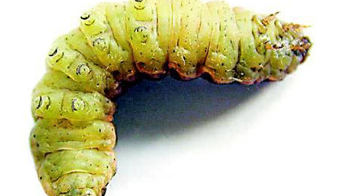 osenice polní syngenta