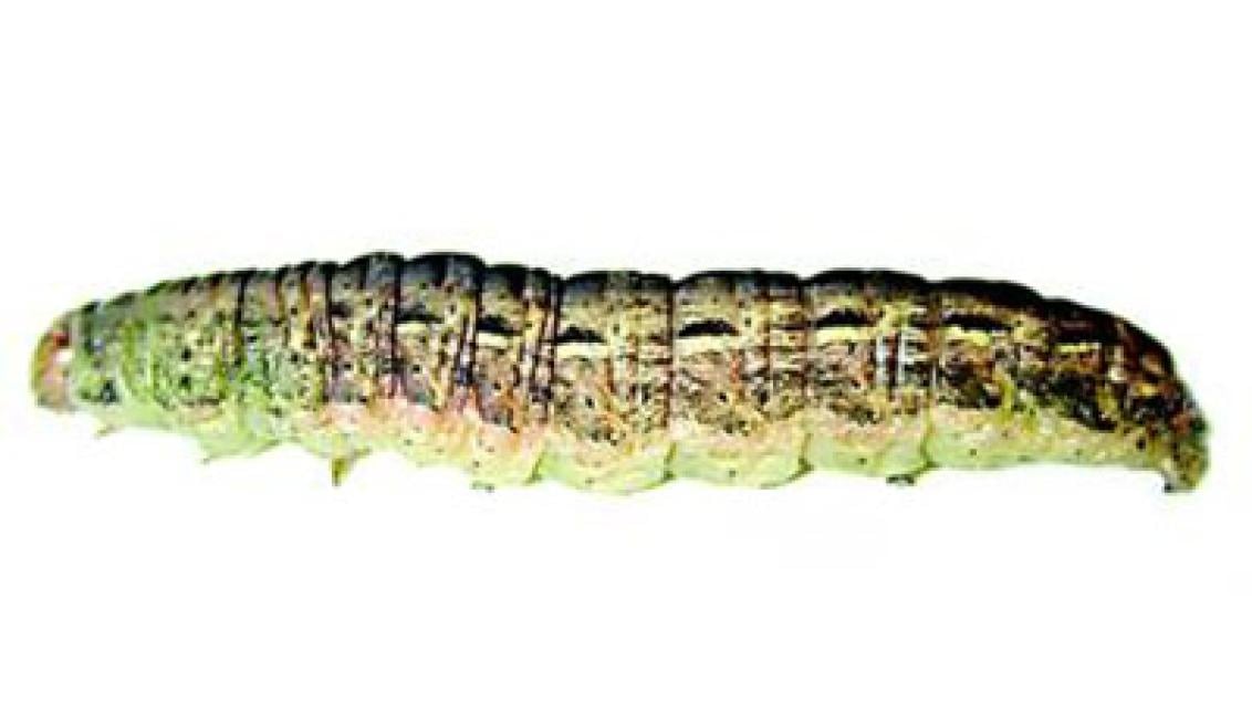 osenice polní syngenta