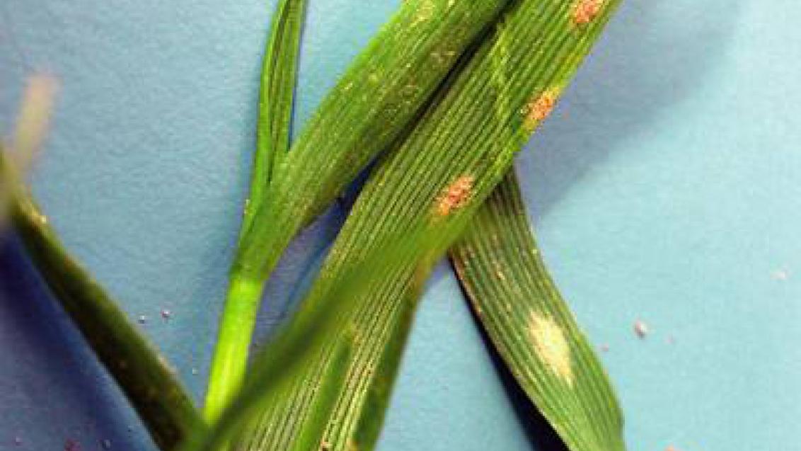 padli travni syngenta