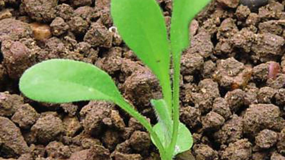 promenka rolní syngenta