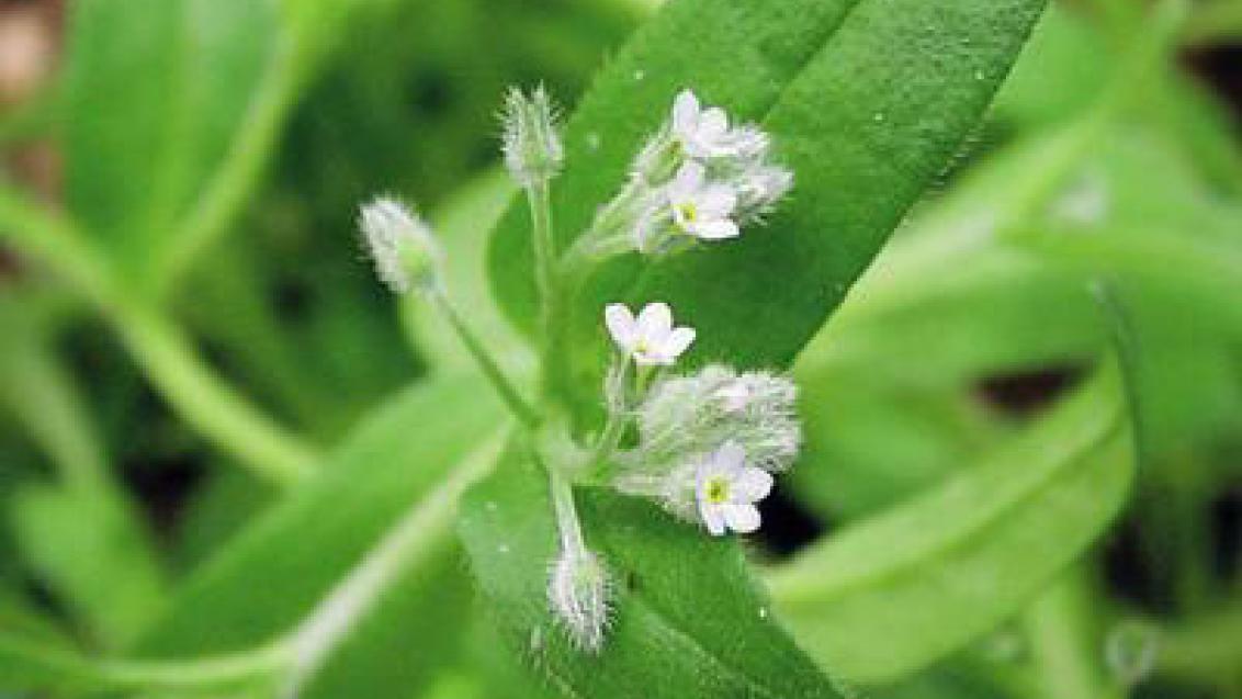 promenka rolní syngenta